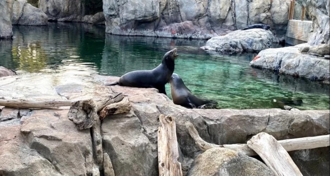 Fresno Chaffee Zoo - Go Wandering