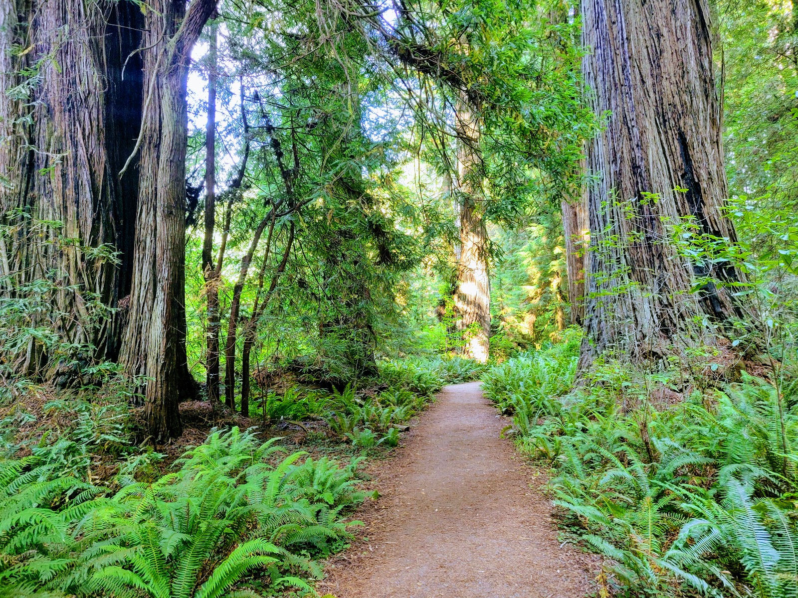 Redwood National And State Parks - Go Wandering