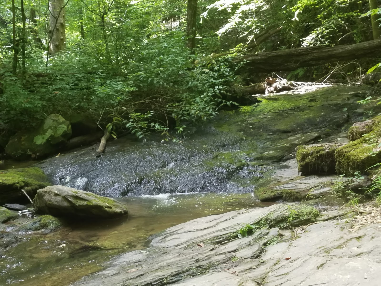 Sumter National Forest Enoree Ranger District - Go Wandering