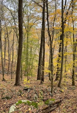 Escape to Serenity: Macedonia Brook State Park, Your Gateway to New York's Natural Beauty