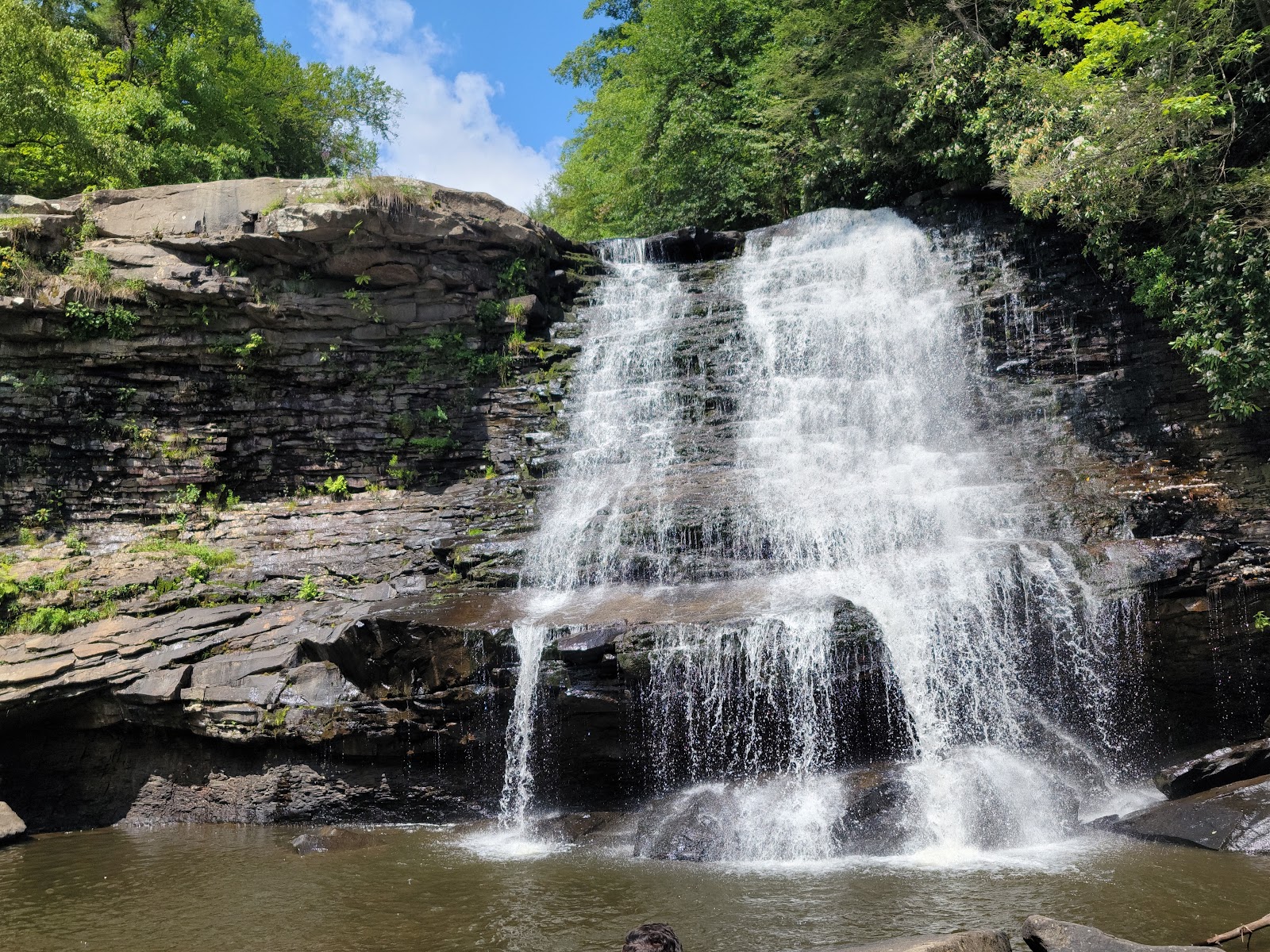 are dogs allowed at swallow falls