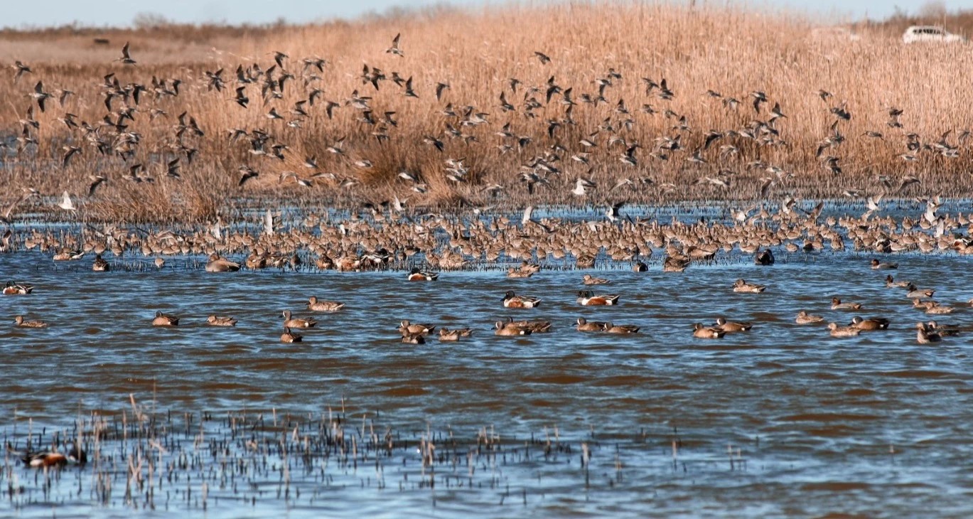 Brazoria National Wildlife Refuge - Go Wandering