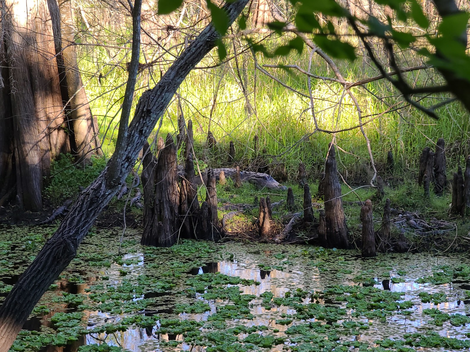 Black Bear Wilderness Area - Go Wandering