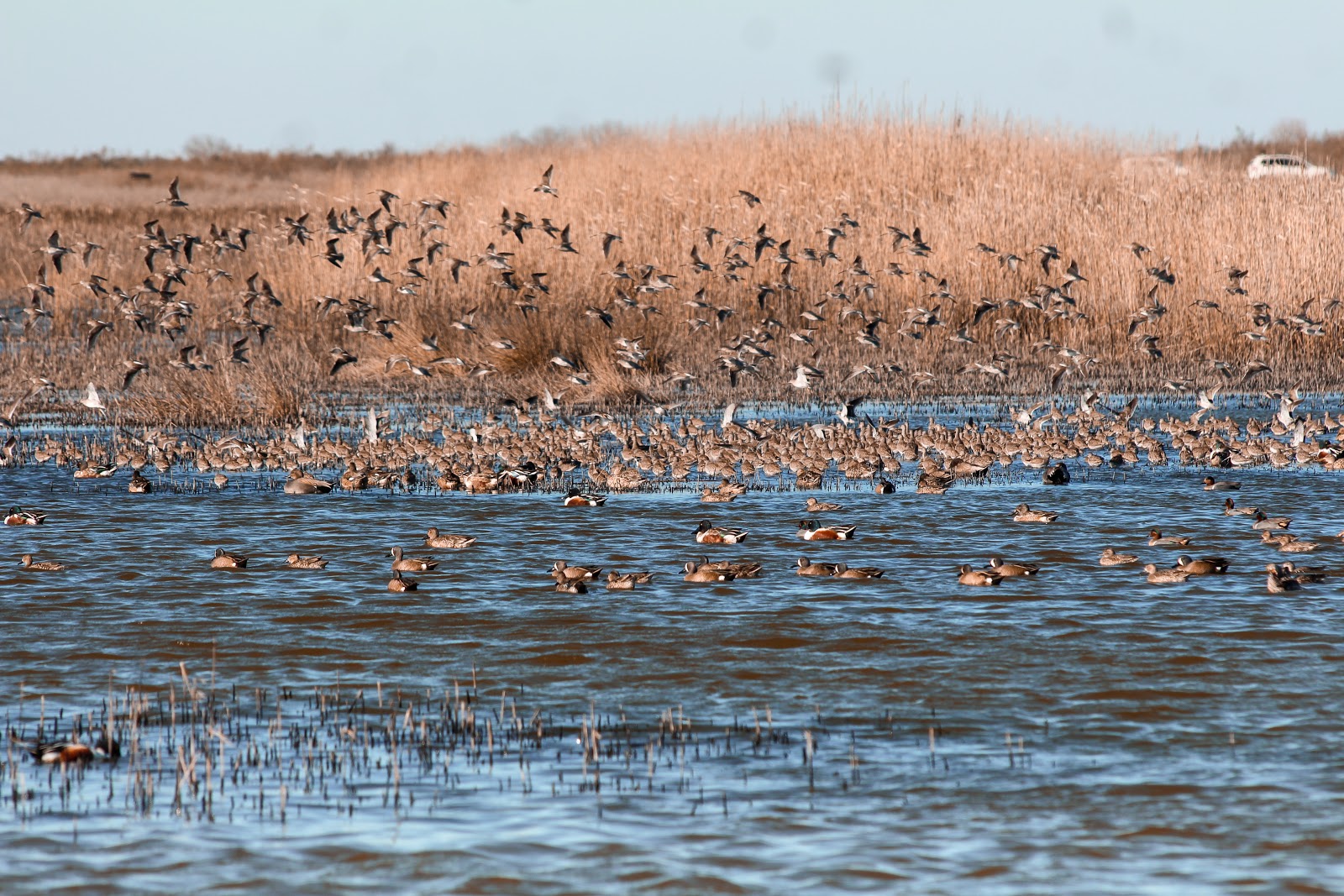 Brazoria National Wildlife Refuge - Go Wandering