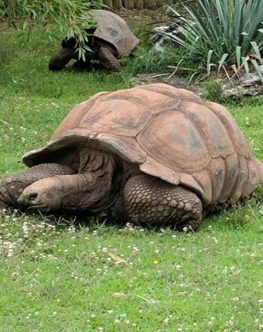 Dickerson Park Zoo - Go Wandering