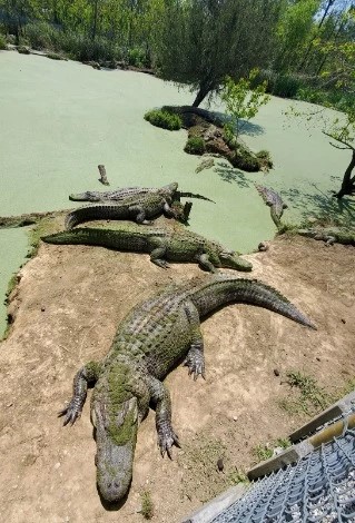 alligator boat tour mississippi