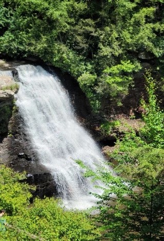 are dogs allowed at swallow falls