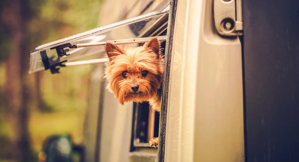 Tips for RVing with dogs