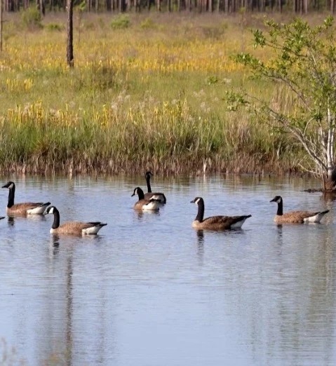 Mississippi Sandhill Crane Wildlife Refuge
