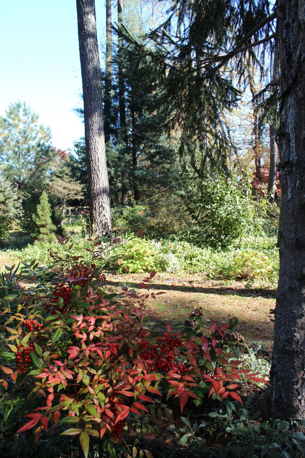 Piney Grove At Southall's Plantation - Go Wandering