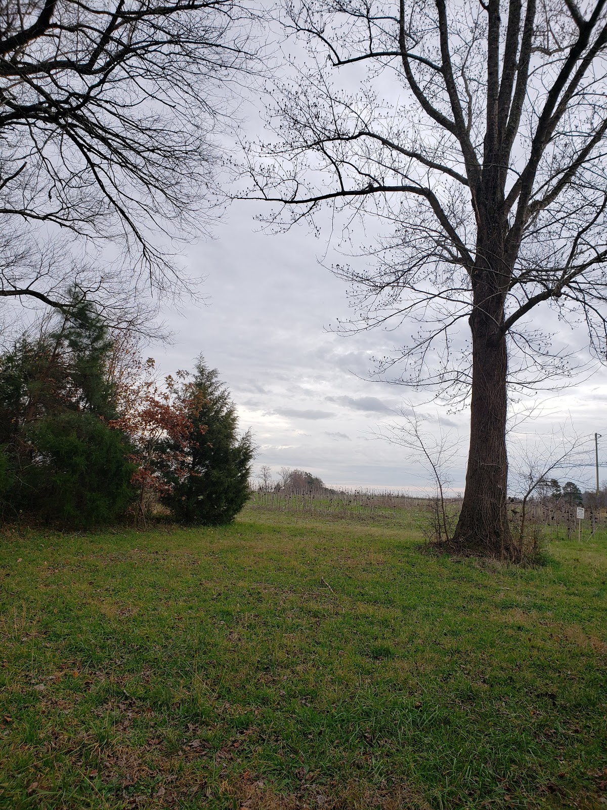 Piney Grove At Southall's Plantation - Go Wandering