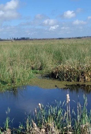 Cattail Marsh Wetlands & Boardwalk - Go Wandering