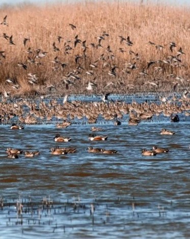 Brazoria National Wildlife Refuge - Go Wandering