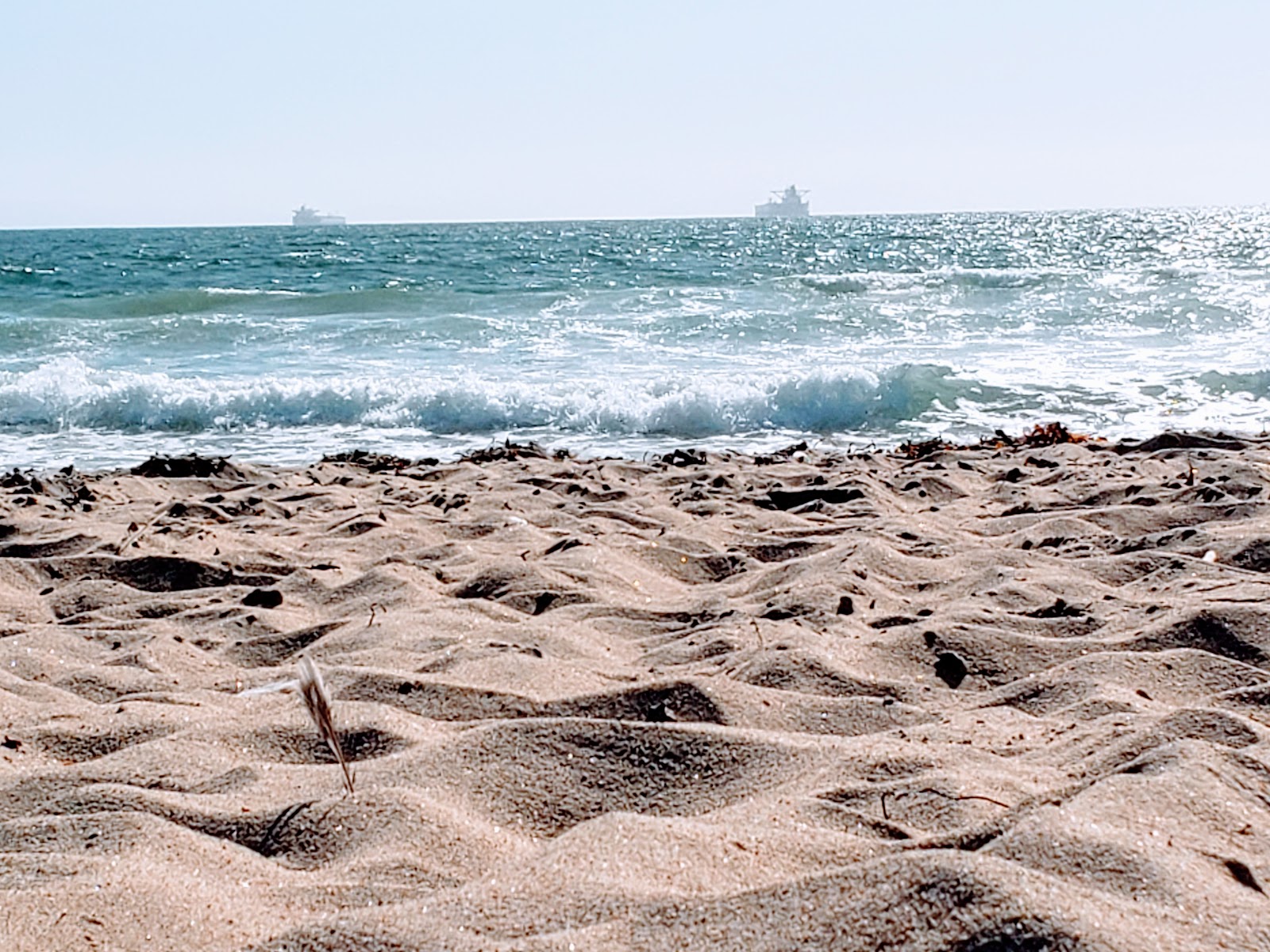 bolsa chica state beach are dogs allowed