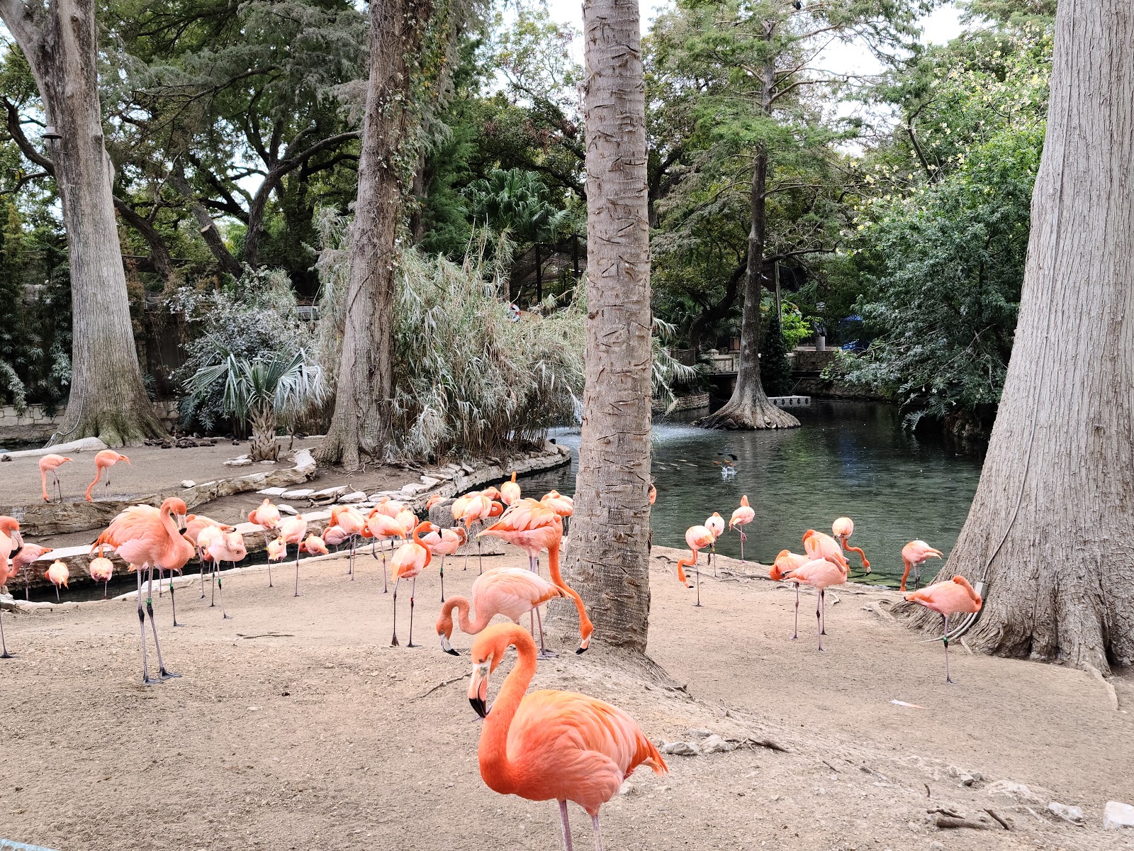 san-antonio-zoo-2010-irikson-flickr