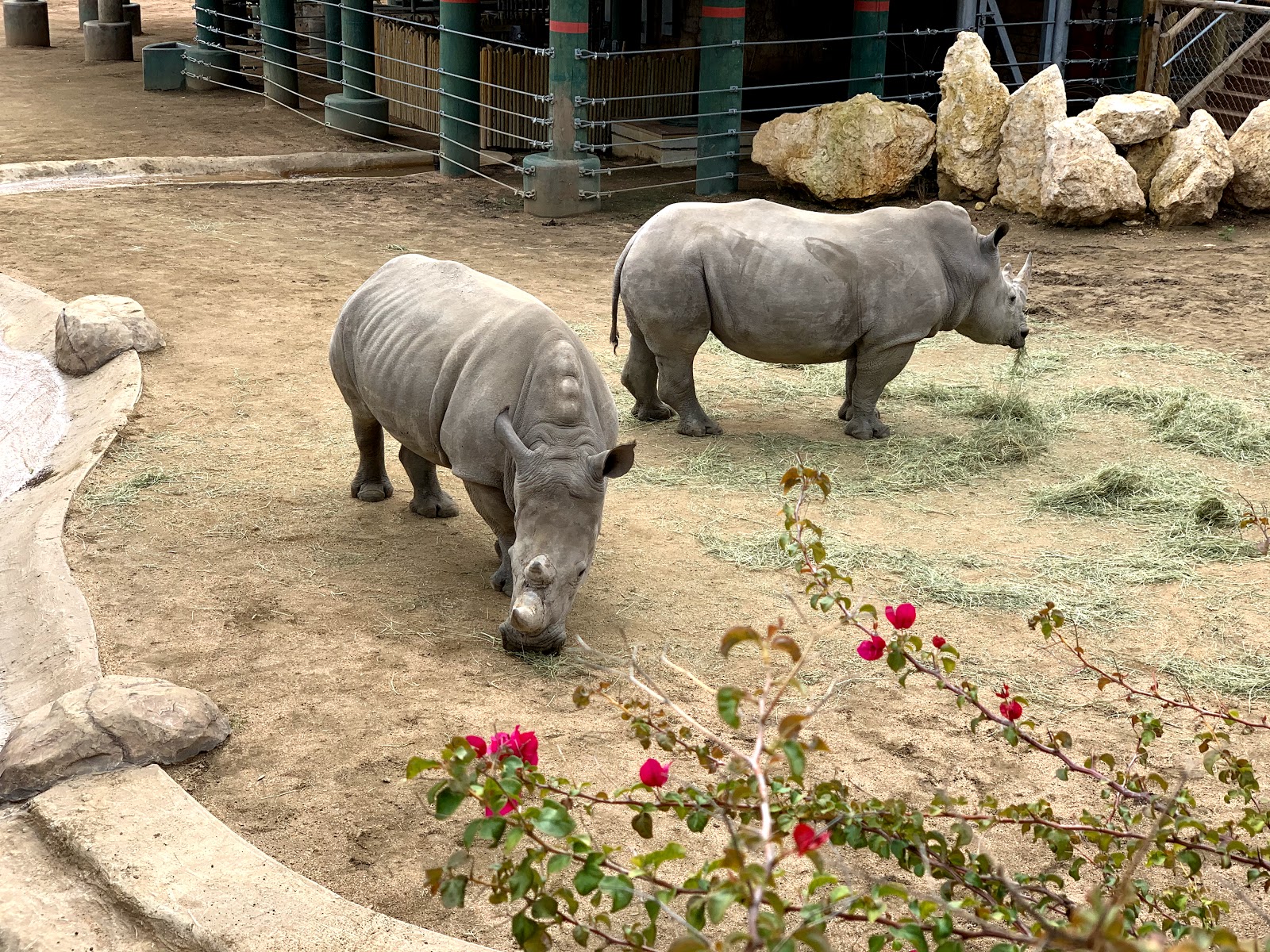 san-antonio-zoo-go-wandering