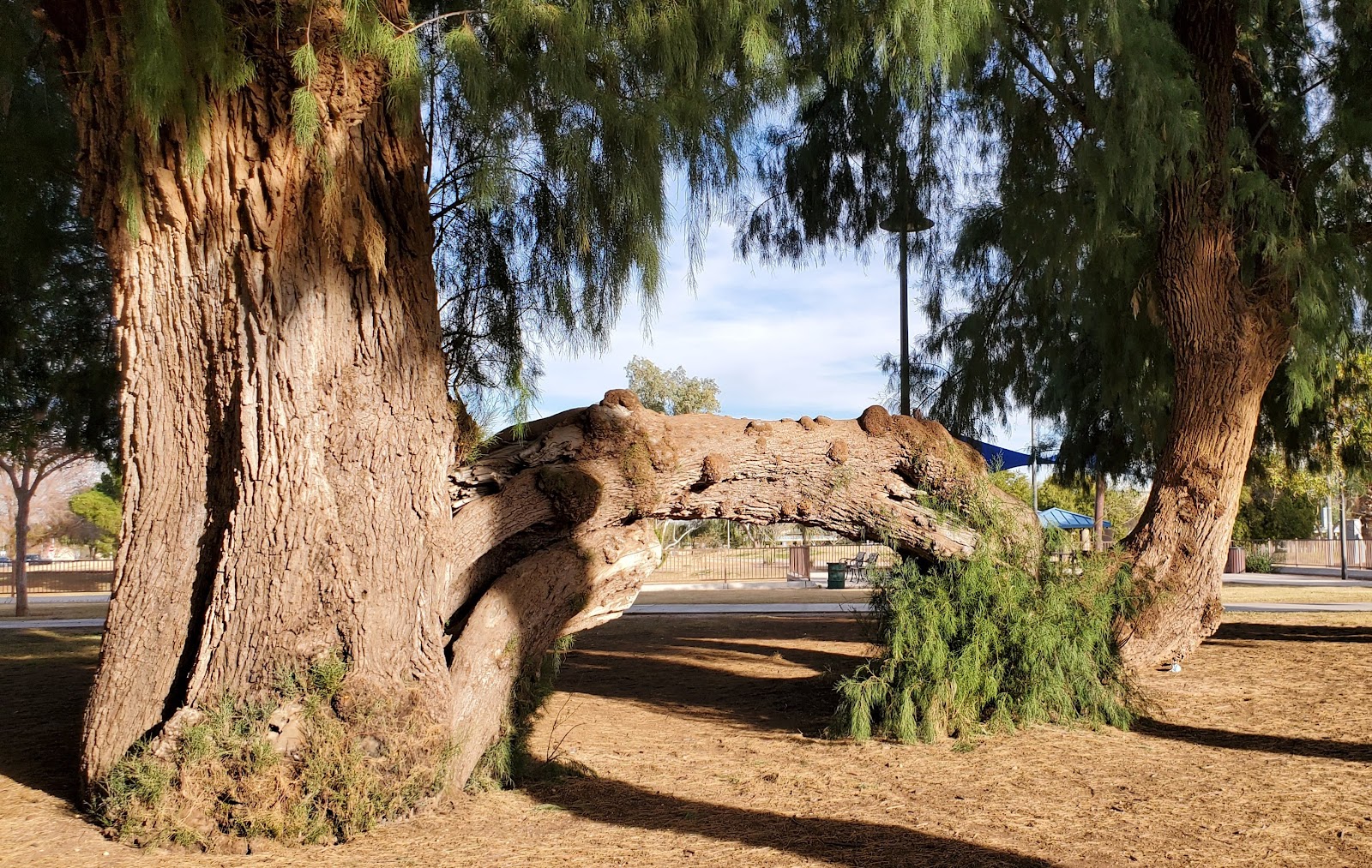 Desert Breeze Park - Go Wandering