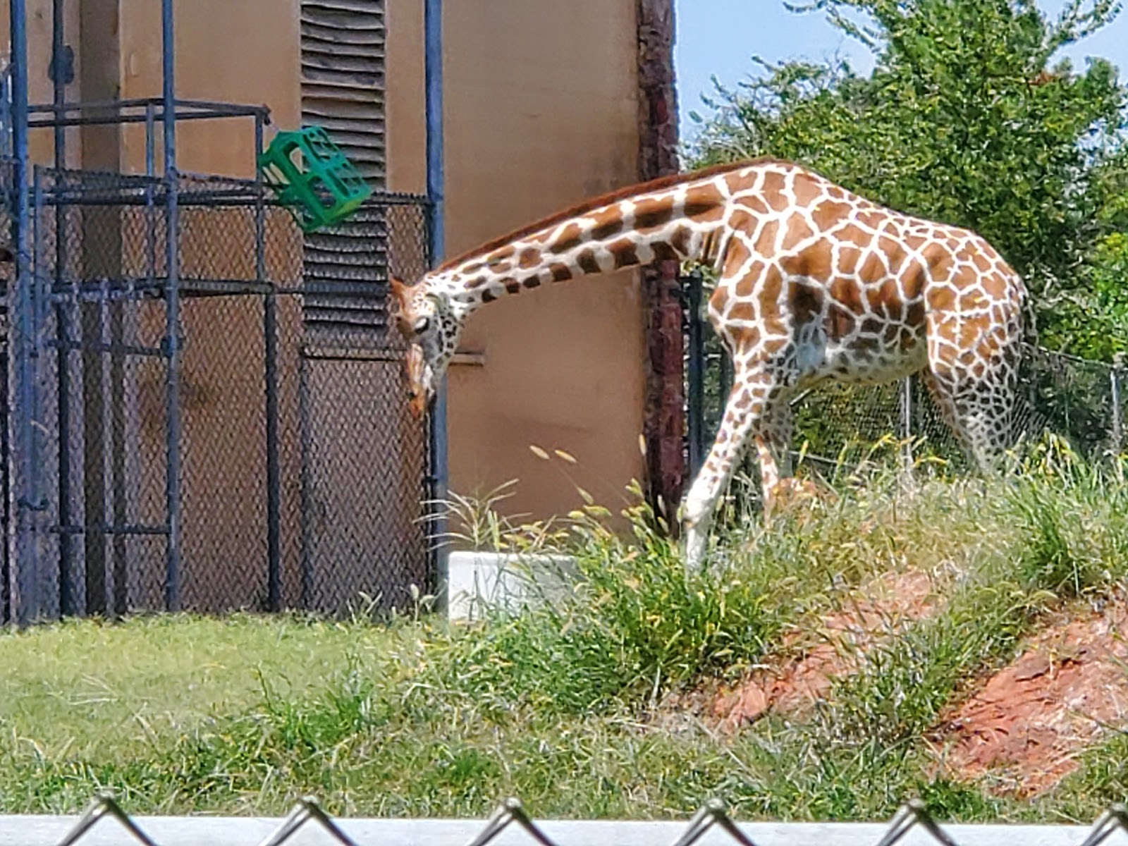 Oklahoma City Zoo - Go Wandering