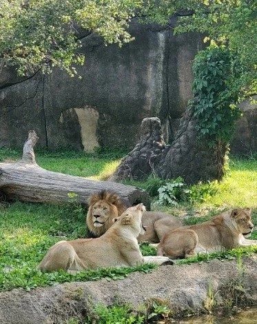 are dogs allowed at the memphis zoo