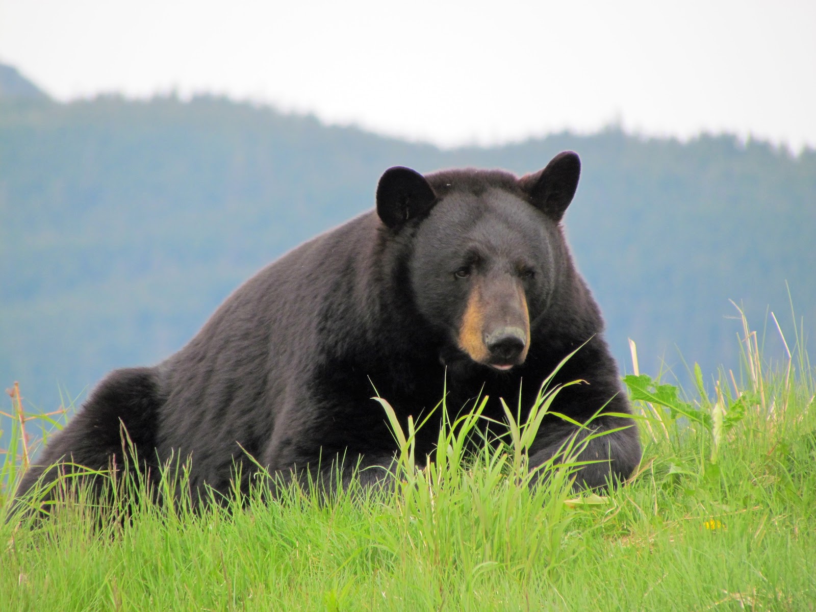 alaska-wildlife-conservation-center-go-wandering