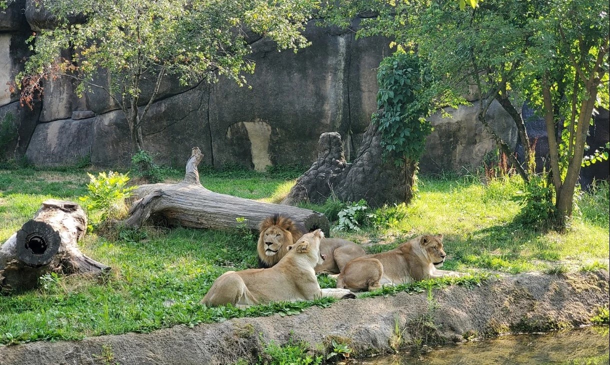 Memphis Zoo Go Wandering