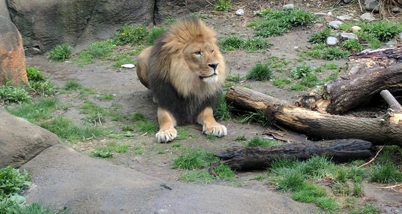 Rosamond Gifford Zoo - Go Wandering