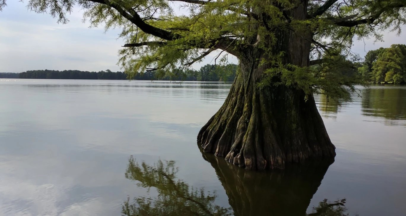 Reelfoot Lake State Park - Go Wandering