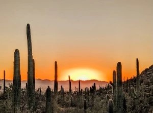 The Endless Desert Splendor of Tucson, Arizona