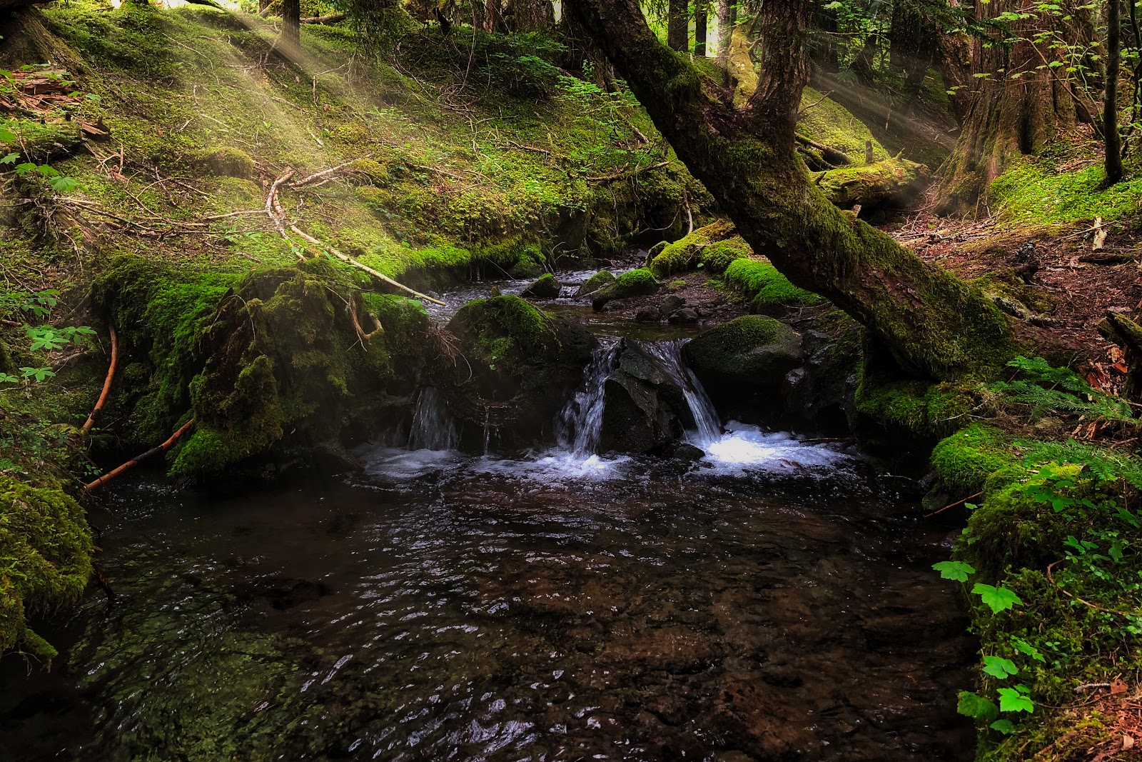 Ramona Falls - Go Wandering